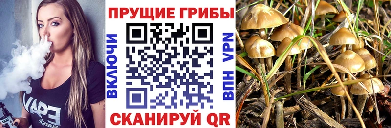 наркошоп  Луга  Галлюциногенные грибы Psilocybe 